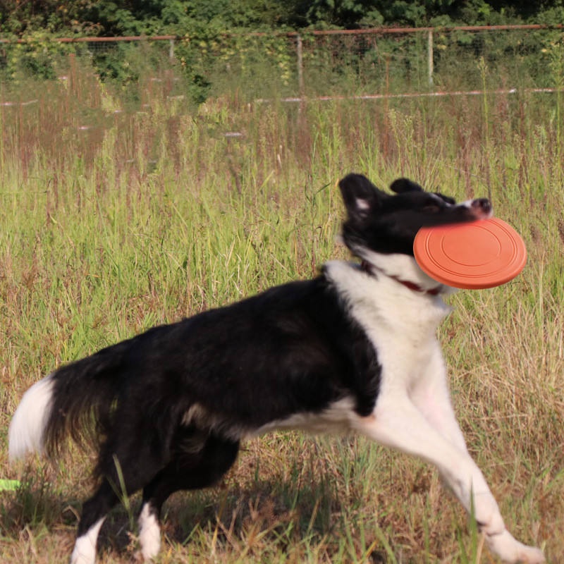 Chewable Soft Rubber Flying Di - Flying Disc Dog Training Toy ulasan dan harga