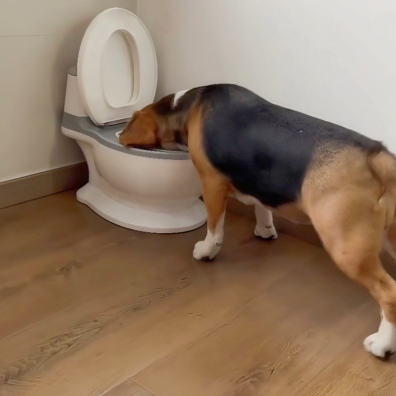2026 New Funny Creative Shaped - Pet Feeders ulasan dan harga