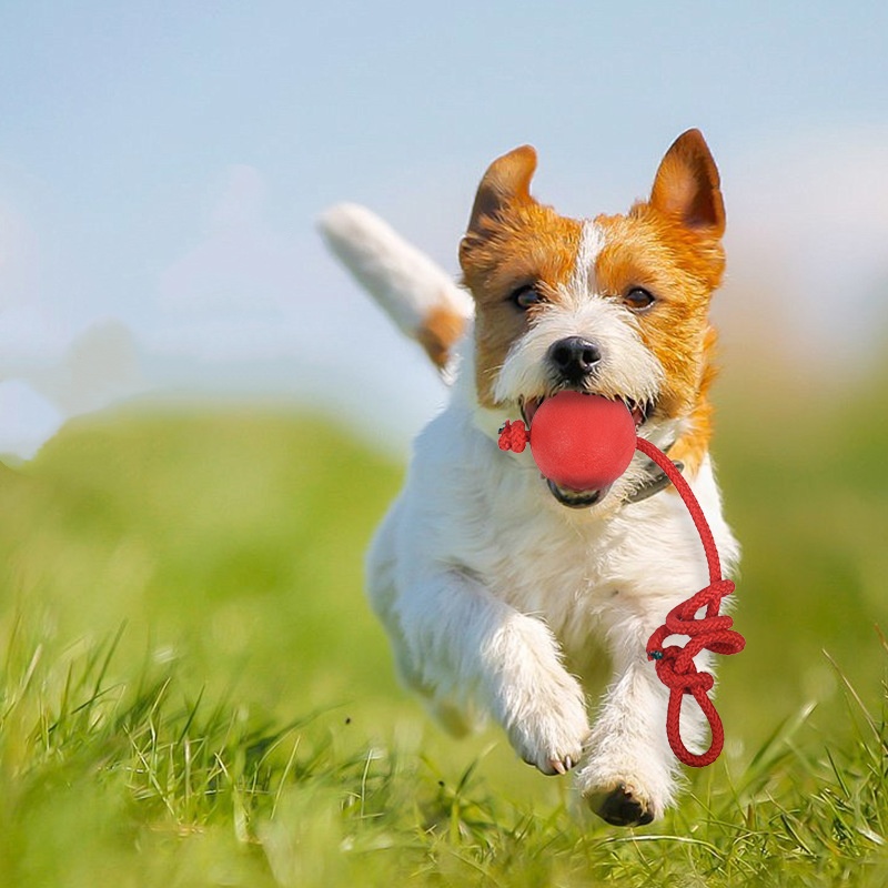 Indestructible Dog Ball with R - Indestructible Dog Chew Toy ulasan dan harga